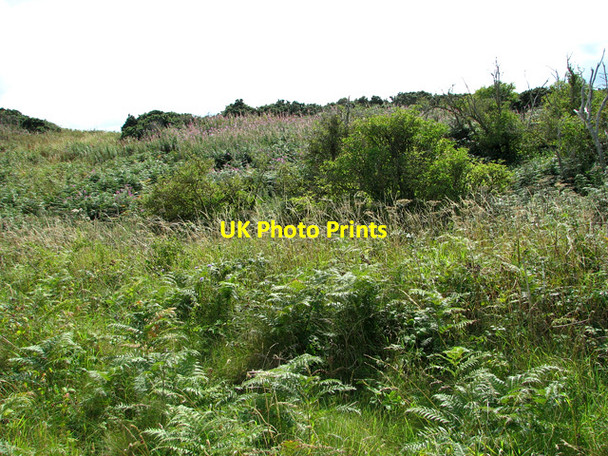 Photo 6"x4" Overgrown pit on The Hangs Newgate\/TG0543 c2011