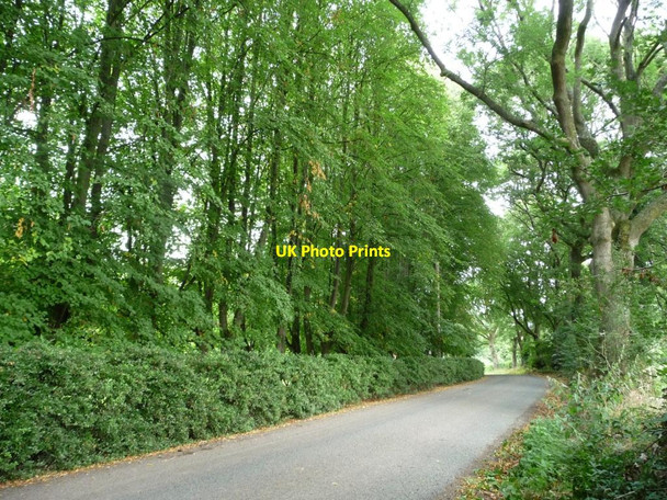 Photo 6"x4" A wall of trees Ludlow c2011