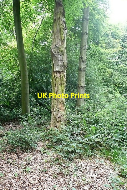 Photo 6"x4" In Woodcock Wood Hughenden Valley c2011