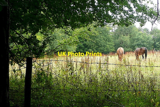 Photo 6"x4" Paddock near Common Wood High Wycombe c2011