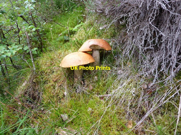 Photo 6"x4" Two large fungi by the minor road at Birchfield Altass c2011