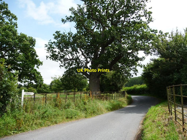 Photo 6"x4" Bitterley Lane Bitterley c2011
