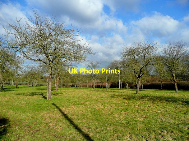 Photo 6"x4" Old cider orchard Poun c2010