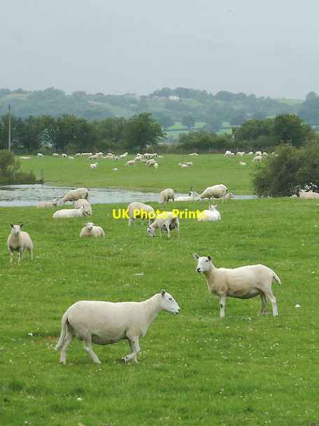 Photo 6"x4" Sheep grazing near Cors Caron, Ceredigion Tregaron c2011
