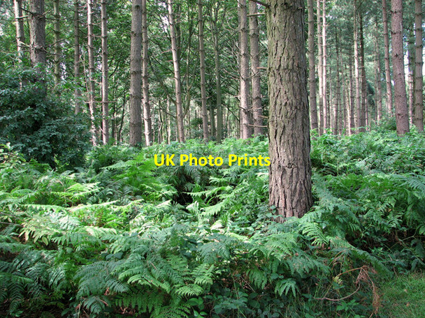 Photo 6"x4" Bracken and conifers Bagthorpe\/TF7932 c2011