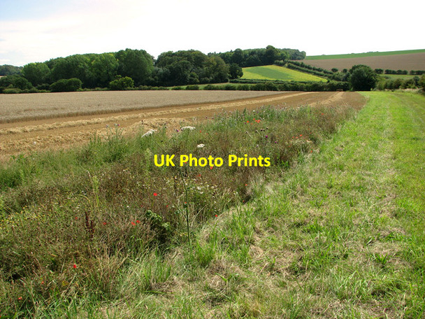 Photo 6"x4" Wild flowers on a field's edge Fring c2011