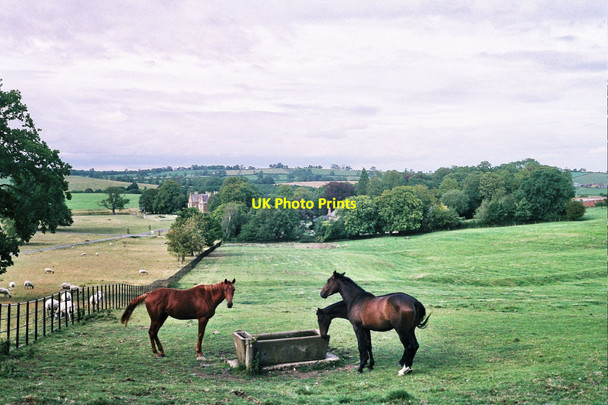 Photo 6"x4" Horses on the Launde estate Loddington\/SK7802 c2011