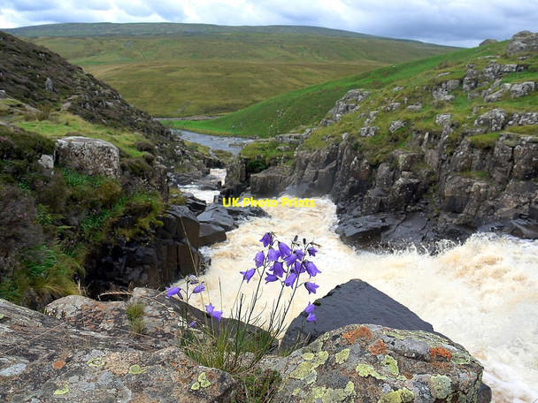 Photo 6"x4" Harebell clings to the rocks above Caldron Snout Cauldron Snout c2011
