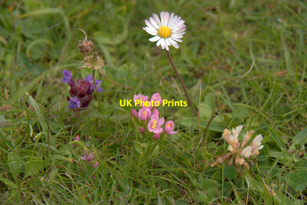 Photo 6"x4" Four machair flowers at Huisinis Beitearsaig c2011