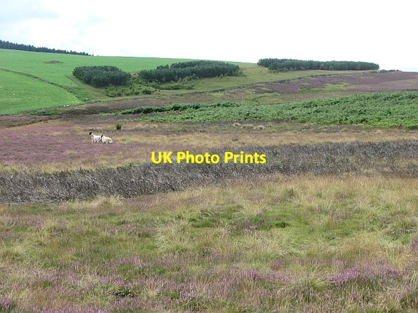 Photo 6"x4" Moorland between the Wheel Burn and Blythe Water Blythe c2011