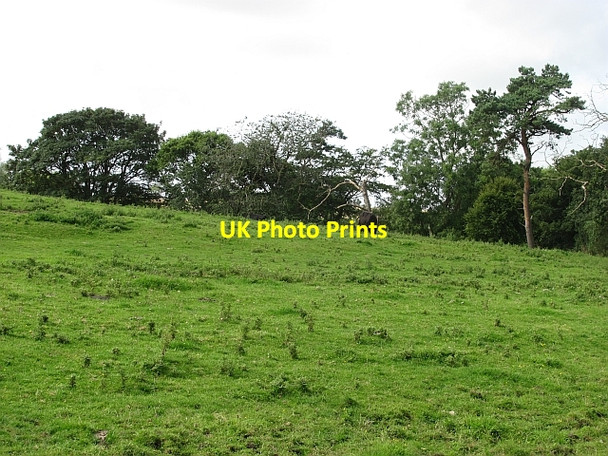 Photo 6"x4" Grassland, Bamburgh Bamburgh c2011