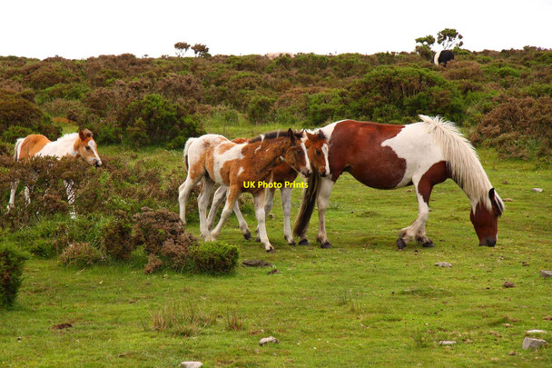 Photo 6"x4" Ponies on Bodmin Moor Warleggan c2011