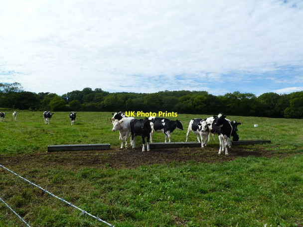 Photo 6"x4" Sturthill, cattle Chilcombe\/SY5291 c2011