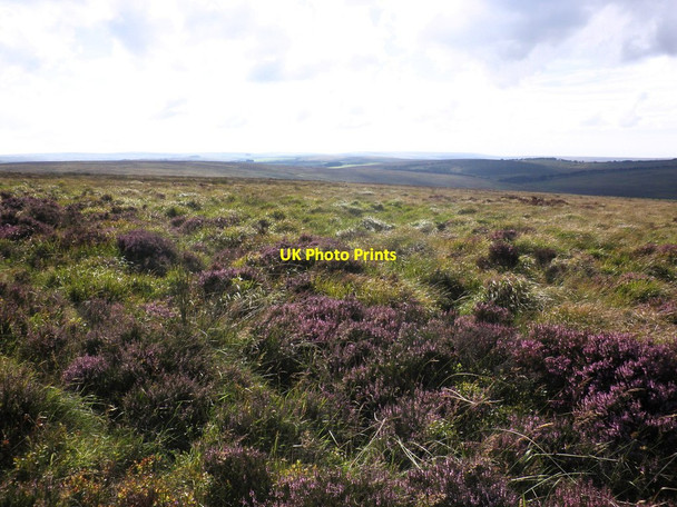 Photo 6"x4" Wilmersham Common Codsend c2011