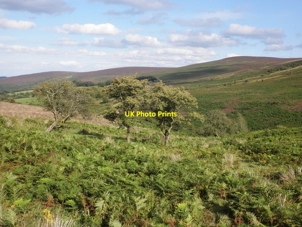 Photo 6"x4" View across Bagley Combe towards Dunkery Hill Codsend c2011