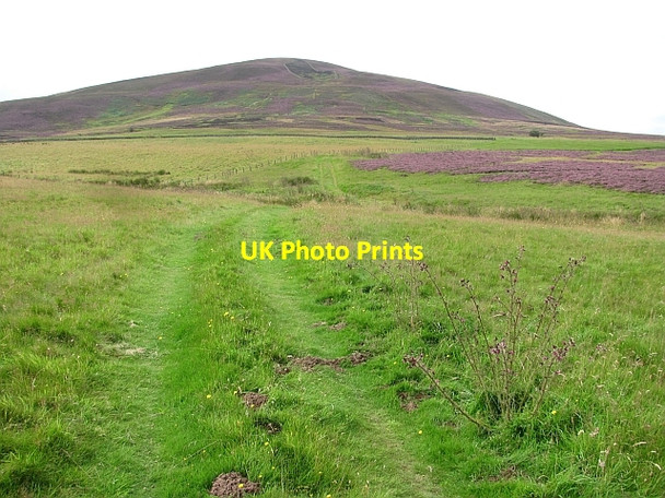 Photo 6"x4" Dirrington Great Law Longformacus c2011