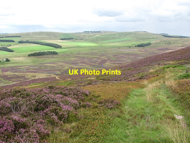 Photo 6"x4" Track on Dirrington Great Law Longformacus c2011