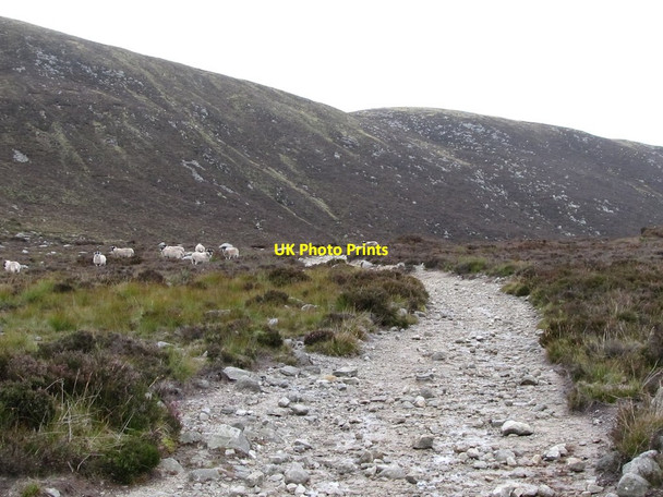 Photo 6"x4" Sheep south of Lough  Shannagh Attical c2011