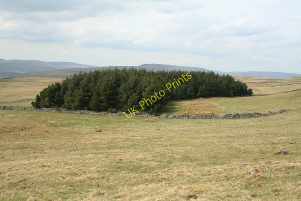 Photo 6"x4" Small Plantation at New Close Allotments Conistone c2008
