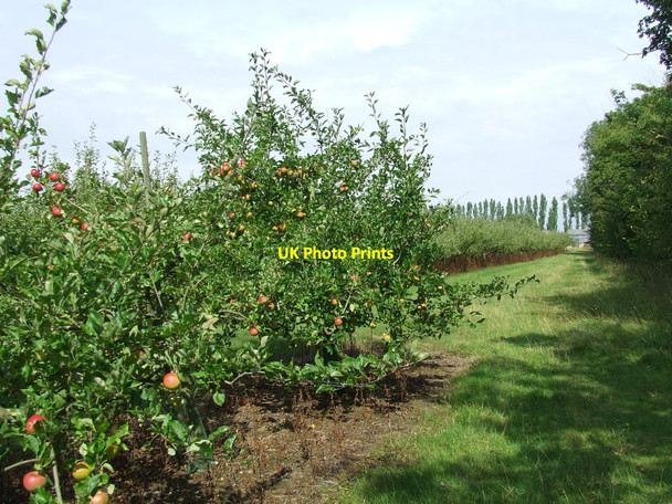 Photo 6"x4" Apple Orchard Battisford Tye c2011