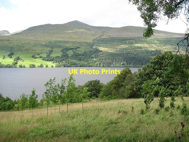 Photo 6"x4" Young trees, Kepranich Ardtalnaig c2011