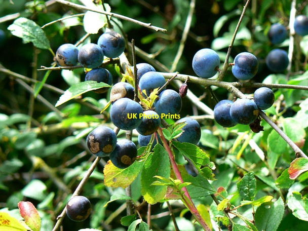 Photo 6"x4" Sloes, Rigsby's Lane, Minety Lower Moor\/SU0291 c2011