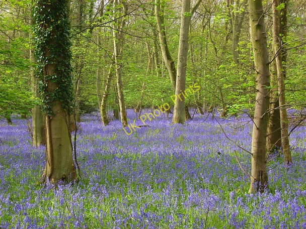 Photo 6"x4" High Wood, Harpsden Harpsden Bottom c2008 P1