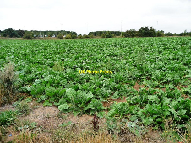 Photo 6"x4" Barnsdale Bar cabbages Skelbrooke c2011