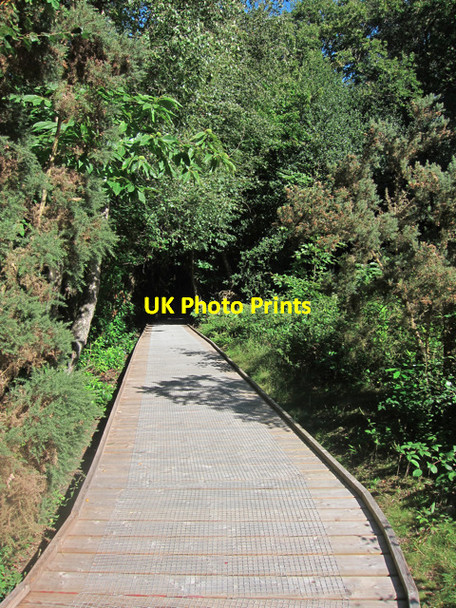 Photo 6"x4" Boardwalk through Mallydams Wood Bachelor's Bump c2011
