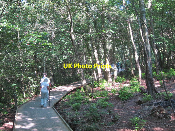 Photo 6"x4" Boardwalk through Mallydams Wood Bachelor's Bump c2011 P1