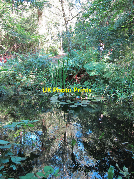 Photo 6"x4" Pond in Mallydams Wood Bachelor's Bump c2011