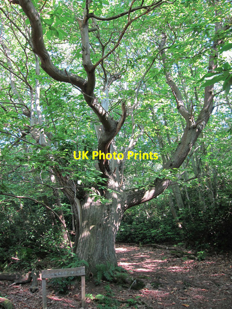 Photo 6"x4" Chestnut Tree in Mallydams Wood Bachelor's Bump c2011