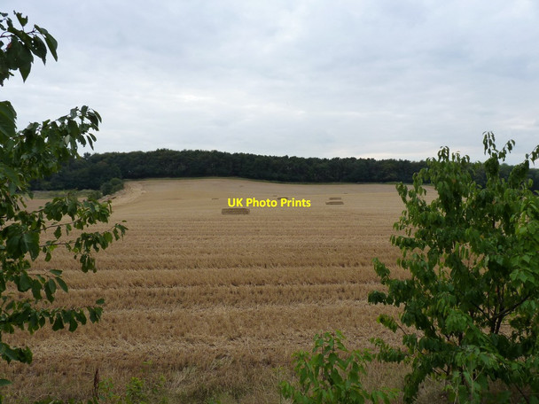Photo 6"x4" Wheat stubble in a field near Rudge Rudge\/SO8197 c2011