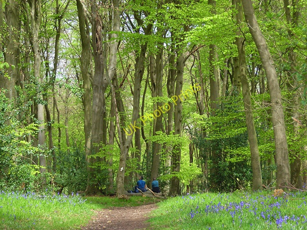 Photo 6"x4" Pishillbury Wood, Maidensgrove Pishill c2008
