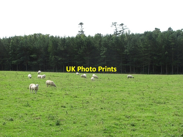 Photo 6"x4" Sheep by Fallodon Rock\/NU2020 c2011