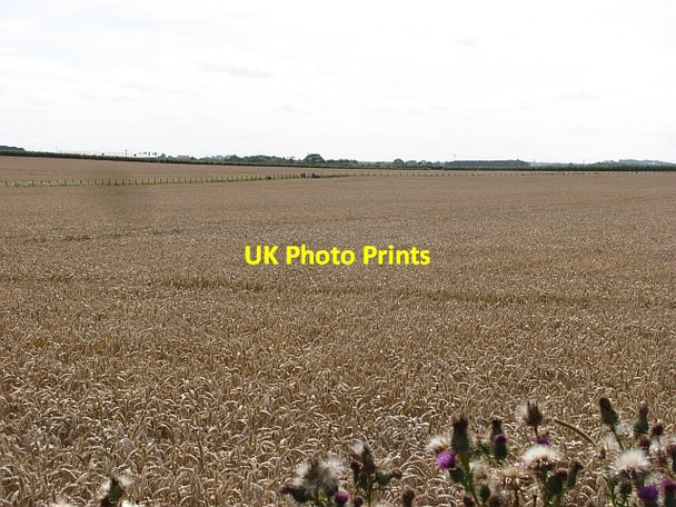 Photo 6"x4" Wheat field, Low Stead Longhoughton c2011