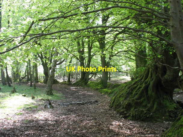 Photo 6"x4" In Brockwell Wood Brockwell c2008