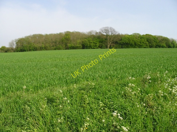 Photo 6"x4" Sales Wood from Blackwall Road Willesborough Lees c2008
