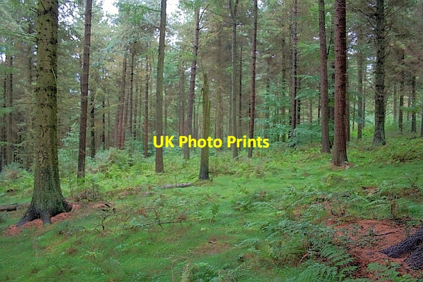 Photo 6"x4" Cloughton Moor Forest Crowdon c2011