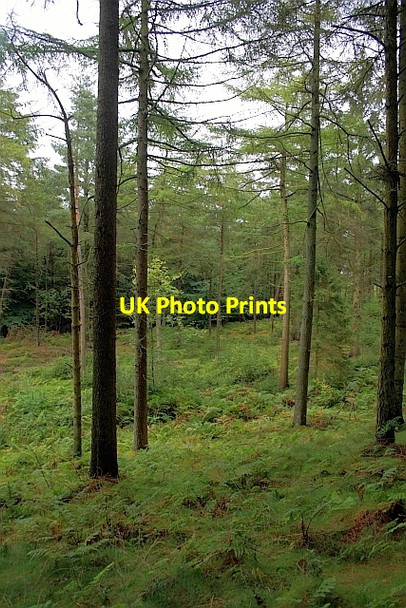 Photo 6"x4" Cloughton Moor Forest Crowdon c2011 P1