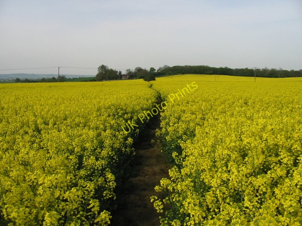 Photo 6"x4" Footpath through the oilseed rape Willesborough Lees c2008
