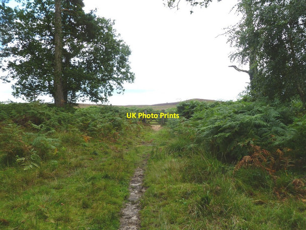 Photo 6"x4" Alderhill Inclosure, gate Ogdens c2011