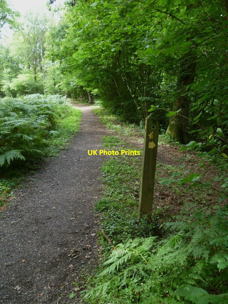 Photo 6"x4" Path junction by the Wey and Arun Canal Dunsfold Common c2011