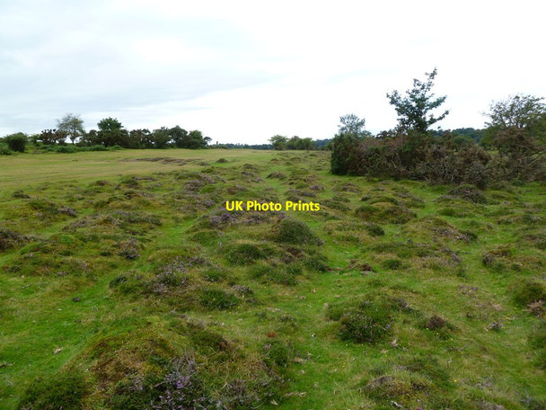 Photo 6"x4" Ogdens, tussocks Ogdens c2011