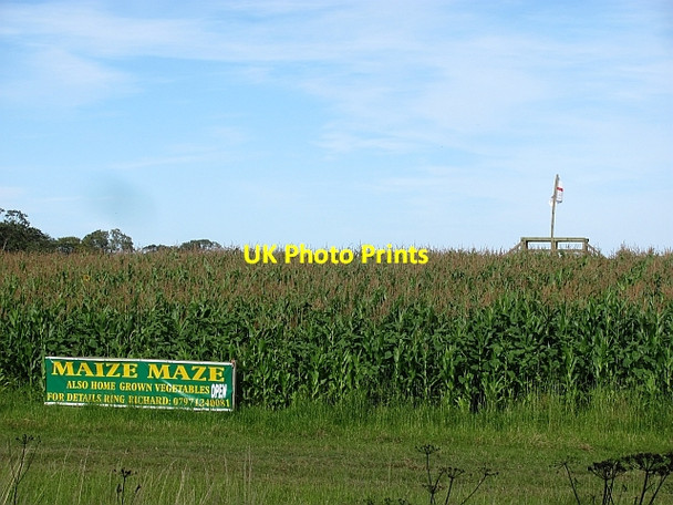 Photo 6"x4" Field of maize Littlehoughton c2011