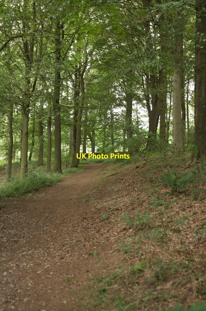 Photo 6"x4" Woodland Path, Fewston Reservoir Meagill c2011
