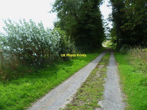 Photo 6"x4" Small clump of trees on bridleway near Holdhurst Farm Cranleigh c2011