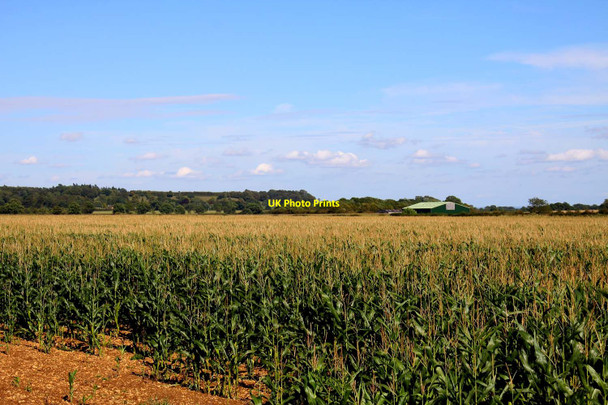 Photo 6"x4" Field of sweetcorn near Longcot Longcot c2011