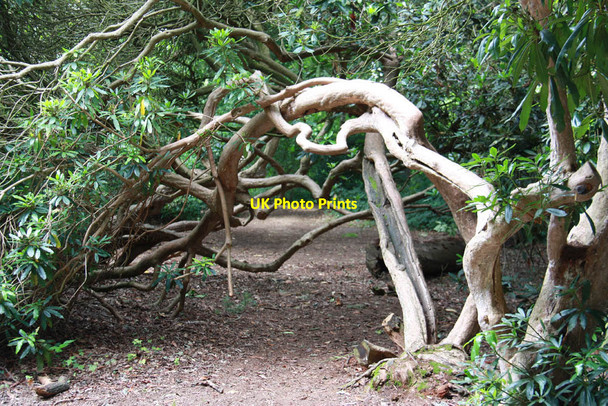 Photo 6"x4" Sheringham Park Sheringham c2011 P4
