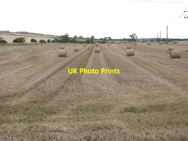 Photo 6"x4" Stubble by Kingsfield Linlithgow c2011